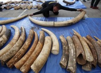 أمريكا والصين تتعاونان لوقف “مذبحة” الحياة البرية