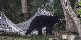 الدب الأمريكي الأسود في مفترق الطرق