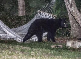 الدب الأمريكي الأسود في مفترق الطرق