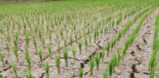 أمطار يونيو خففت حدة الجفاف في كوريا الشمالية