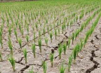 أمطار يونيو خففت حدة الجفاف في كوريا الشمالية