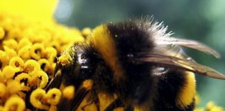 الاحترار العالمي يسهم في تناقص اعداد النحل الطنان