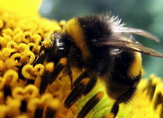 الاحترار العالمي يسهم في تناقص اعداد النحل الطنان