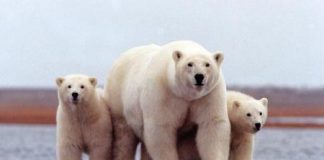 الدب القطبي يواجه تدهورا حادا في اعداده