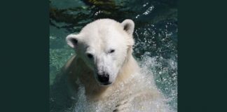 مقترحات امريكية لإنقاذ الدب القطبي من الانقراض