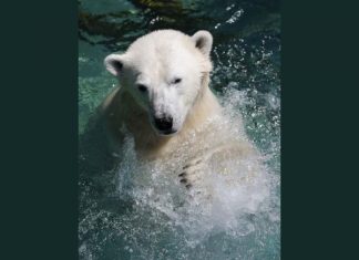 مقترحات امريكية لإنقاذ الدب القطبي من الانقراض