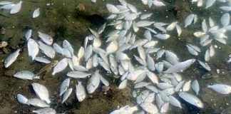 نفوق جماعي للأسماك في كورنيش سيهات