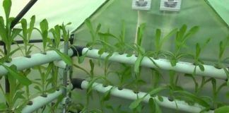 بيئة الإمارات تشجع المزارعين على استخدام تقنية الزراعة المائية