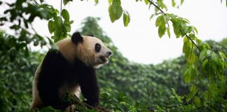 كسل الباندا وراء اقتصار نظامه الغذائي على الخيزران