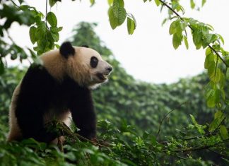 كسل الباندا وراء اقتصار نظامه الغذائي على الخيزران