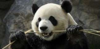 الباندا تعيش على أكل البامبو فقط