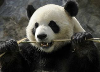 الباندا تعيش على أكل البامبو فقط