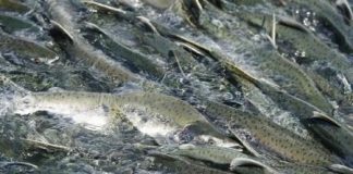 السلمون القرنفلي يواجه مخاطر عدة