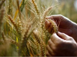 نباتات قمح مقاومة لجفاف المناخ وملوحة التربة