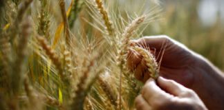 نباتات قمح مقاومة لجفاف المناخ وملوحة التربة