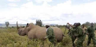 نقل وحيد القرن من جنوب افريقيا لحمايته من الانقراض