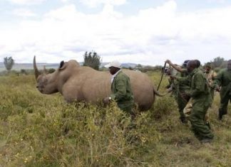 نقل وحيد القرن من جنوب افريقيا لحمايته من الانقراض