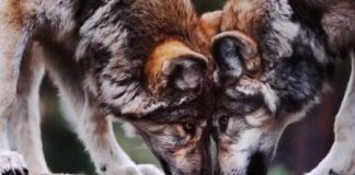 أنصار حماية البيئة يحققون نصرا بمنع قتل الذئاب في ولاية ايداهو الامريكية