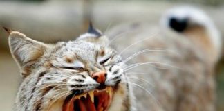 كاليفورنيا تحظر نصب الشراك للوشق الأحمر الشبيه بالنمور