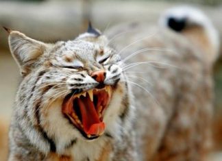 دراسة: مئات الحيوانات البرية على «حافة الإنقراض»