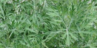 الباحثون يستخدمون النبات في استخلاص عقاقير لعلاج الأورام