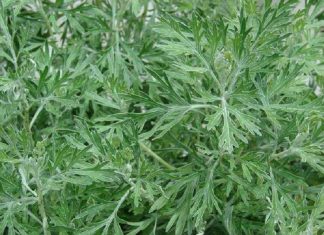 الباحثون يستخدمون النبات في استخلاص عقاقير لعلاج الأورام