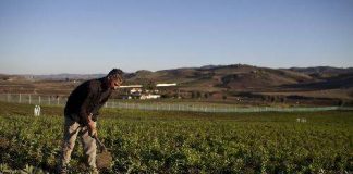 إطلاق مشروع التوأمة لتعزيز البحث الزراعي في مصر