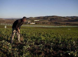 إطلاق مشروع التوأمة لتعزيز البحث الزراعي في مصر