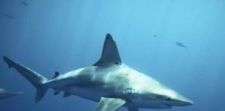 رصد اعداد متزايدة من أسماك القرش قبالة السواحل الشرقية الأمريكية