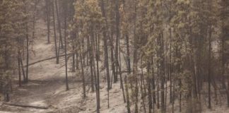 الأرض تكتسي بثلاثة تريليون شجرة لكنها تفقدها بمعدل مقلق