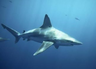 رصد اعداد متزايدة من أسماك القرش قبالة السواحل الشرقية الأمريكية