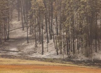 الأرض تكتسي بثلاثة تريليون شجرة لكنها تفقدها بمعدل مقلق