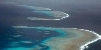 الحاجز المرجاني العظيم يتكلس بسبب الاحتباس الحراري