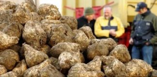 أجنحة طائرات من نفايات السكر