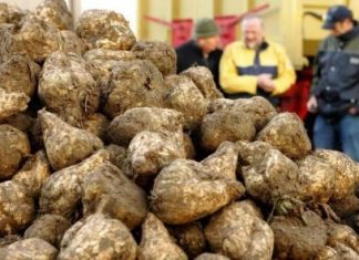 أجنحة طائرات من نفايات السكر