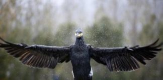 احتجاجات بسبب اعدام الولايات المتحدة أكثر من 1200 من طيور الغاق