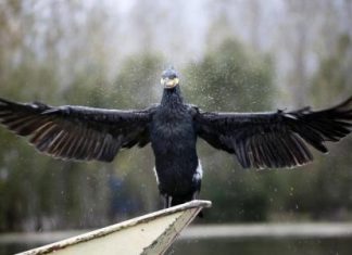 احتجاجات بسبب اعدام الولايات المتحدة أكثر من 1200 من طيور الغاق