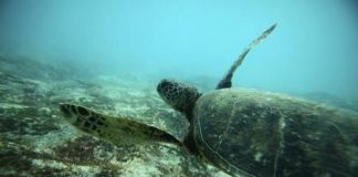 سلاحف امريكية خضراء مهددة بالانقراض تعود للتكاثر بقوة