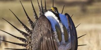 جدل في أمريكا حول طائر الطيهوج المهدد بالانقراض