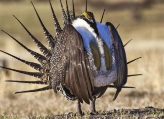 جدل في أمريكا حول طائر الطيهوج المهدد بالانقراض