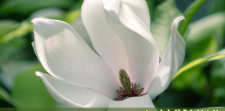 العدد الثامن من نشرة “النافذة الخضراء”