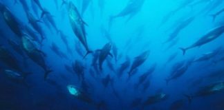 تراجع أعداد الأحياء البحرية إلى النصف منذ عام 1970