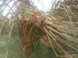 الإمارات تتبنى تقنية الطائرة بدون طيار في مجال تحديد آفة سوسة النخيل الحمراء