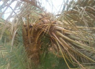 الإمارات تتبنى تقنية الطائرة بدون طيار في مجال تحديد آفة سوسة النخيل الحمراء