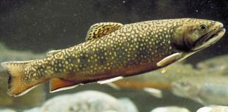 أمريكا تسعى لحماية أسماك السلمون المرقط المهددة بالانقراض