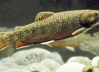 أمريكا تسعى لحماية أسماك السلمون المرقط المهددة بالانقراض