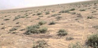 الأراضي المتدهورة تحتل 72 % من البيئة البرية في الكويت