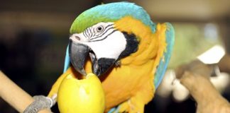 المغرب: تازة تحتضن معرضا تفاعليا للمحافظة على البيئة