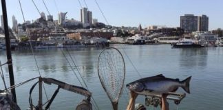 تراجع أعداد أسماك السلمون بكاليفورنيا بسبب دفء المياه