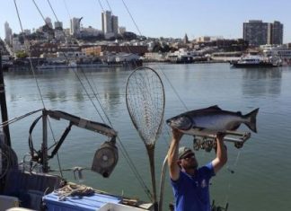 تراجع أعداد أسماك السلمون بكاليفورنيا بسبب دفء المياه